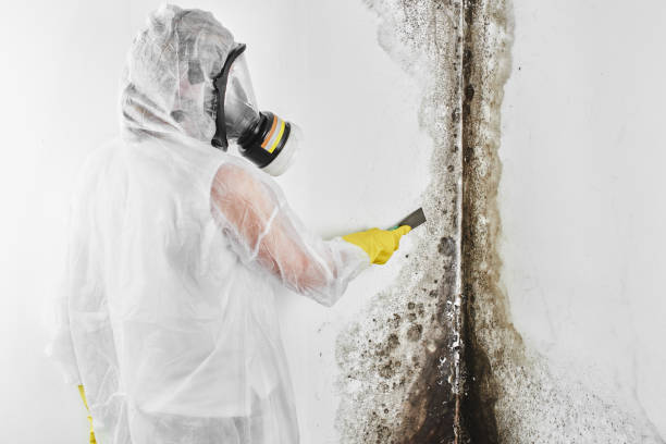 Best Mold Cleaning Services  in Columbus, IN