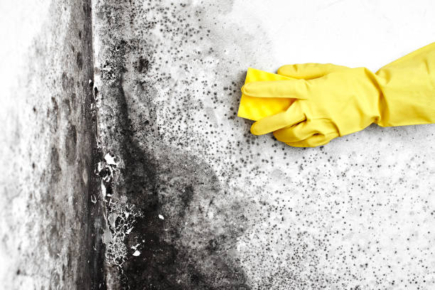 Mold Removal and Inspection in Columbus, IN