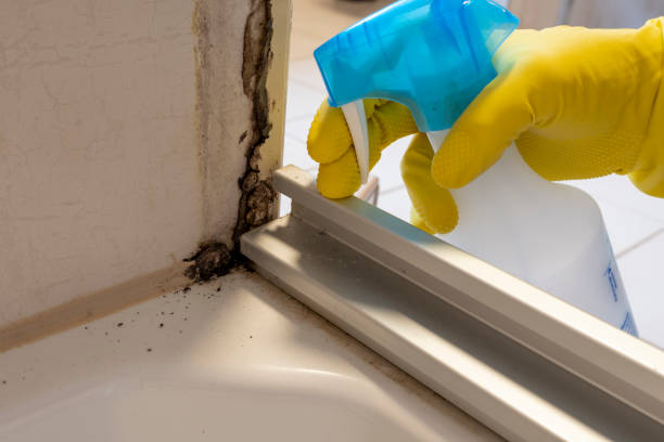 Best Best Mold Removal Companies  in Columbus, IN