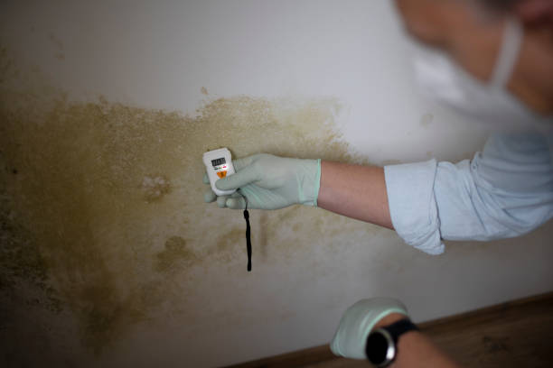 Best Commercial Mold Removal  in Columbus, IN