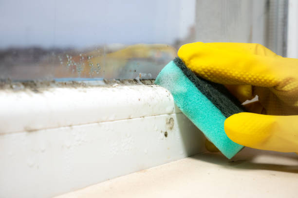 Office Mold Removal Services in Columbus, IN