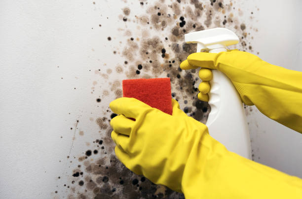 Best Fast Mold Removal  in Columbus, IN
