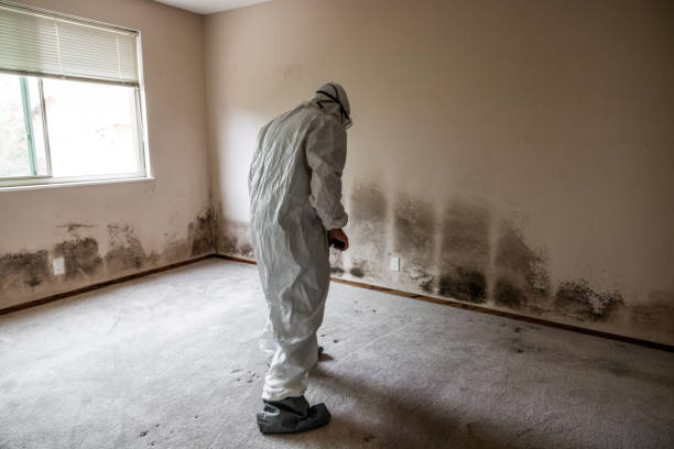 Best Home Mold Removal  in Columbus, IN