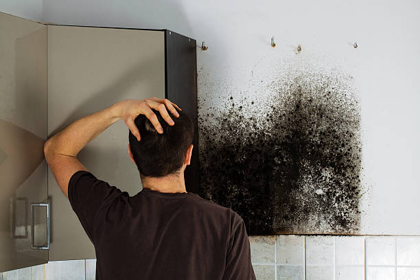 Best Toxic Mold Removal  in Columbus, IN