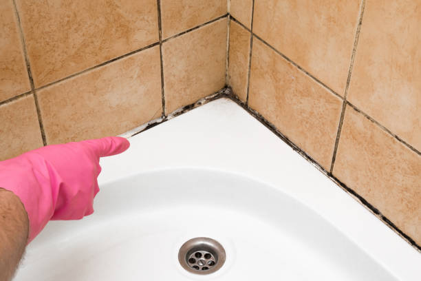 Best Certified Mold Removal  in Columbus, IN