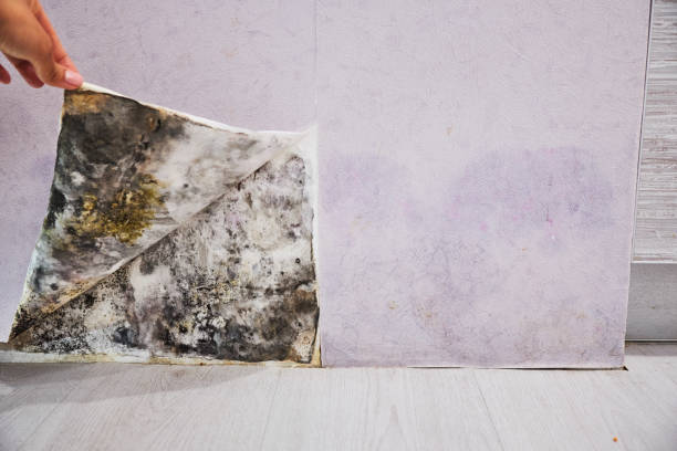 Best Mold Damage Repair  in Columbus, IN